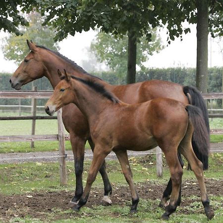 San Giacomo Horses & Agriturismo Arluno Bagian luar foto