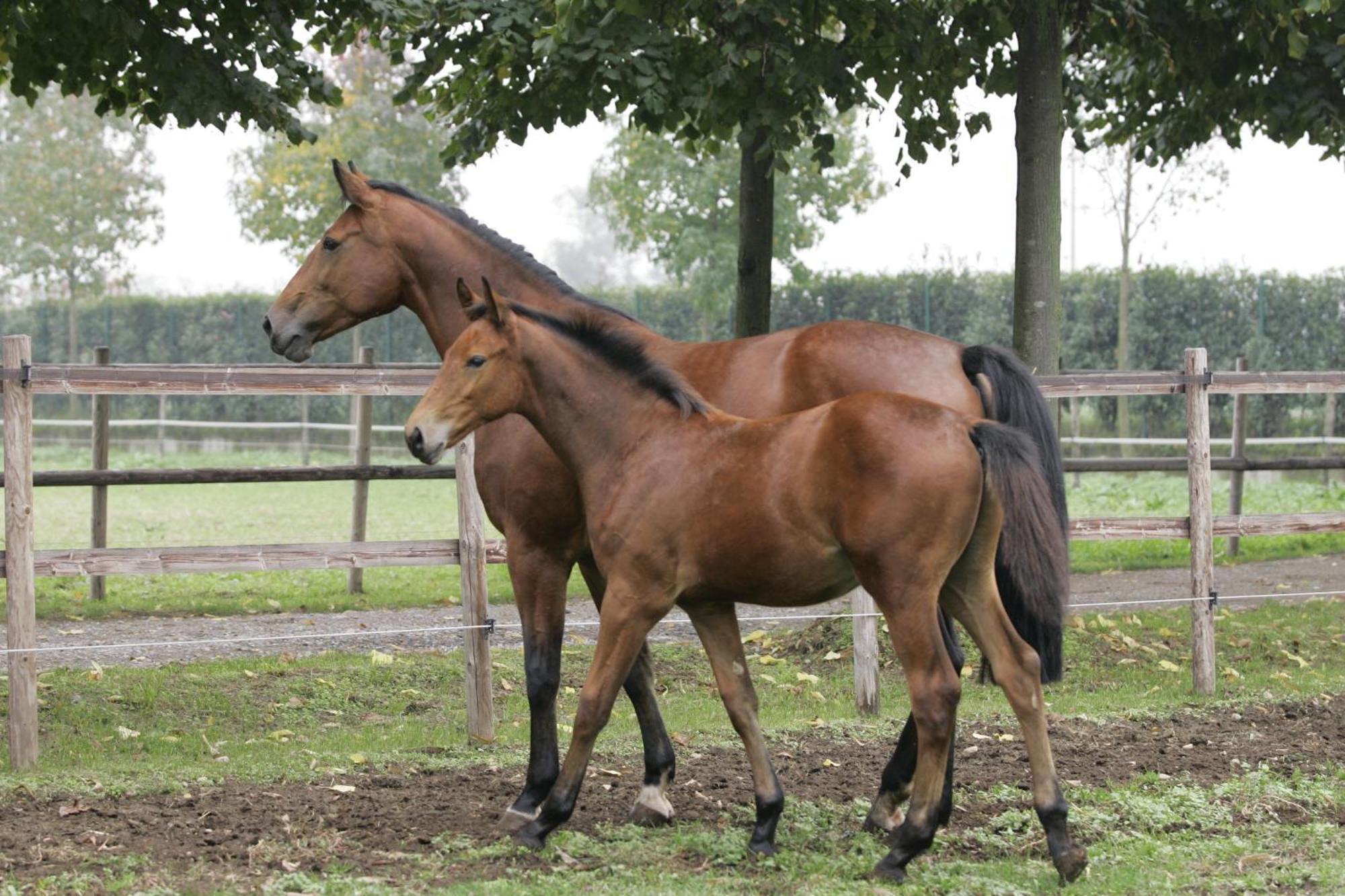 San Giacomo Horses & Agriturismo Arluno Bagian luar foto