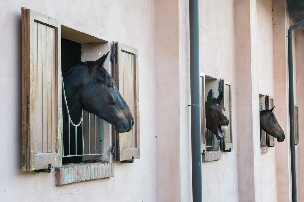 San Giacomo Horses & Agriturismo Arluno Bagian luar foto