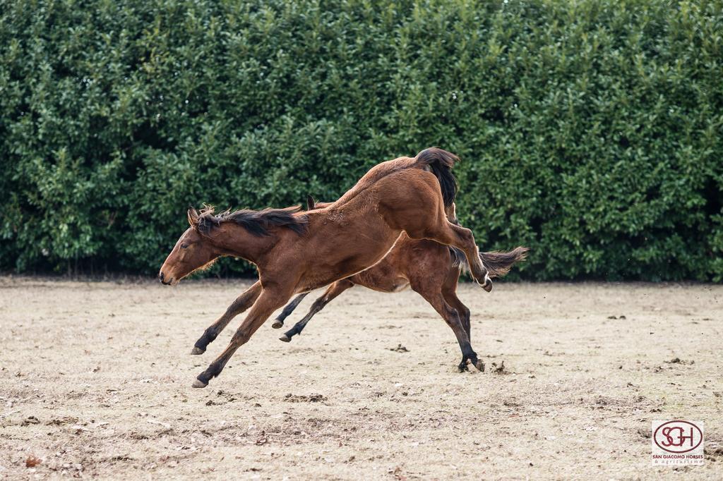 San Giacomo Horses & Agriturismo Arluno Bagian luar foto