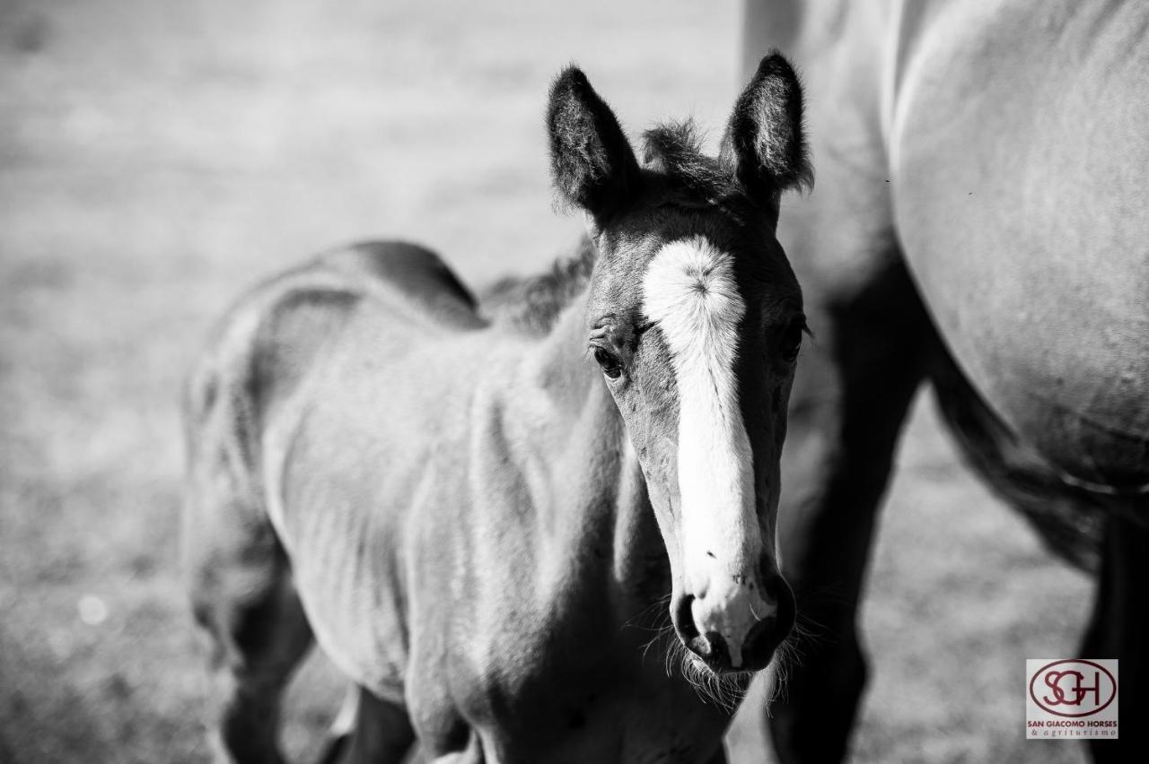 San Giacomo Horses & Agriturismo Arluno Bagian luar foto